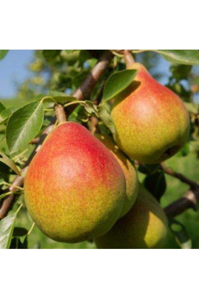 Плоди груші Олександрівка крупним планом на гілці